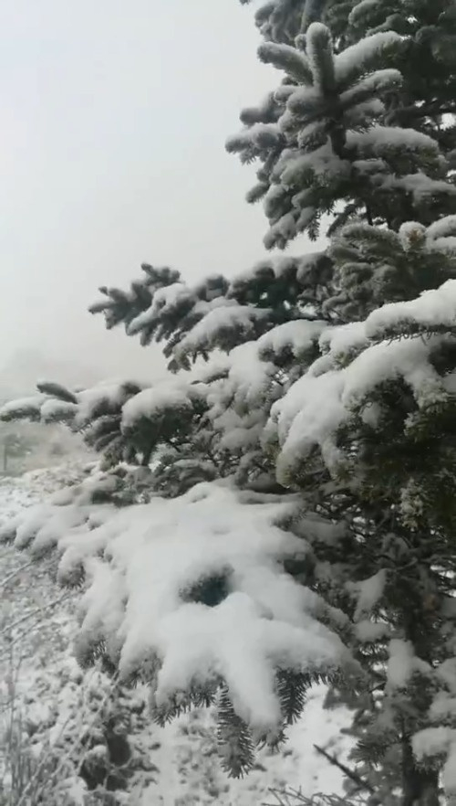【北京门头沟雪景】今早,北京门头沟灵山九龙洼下雪啦!