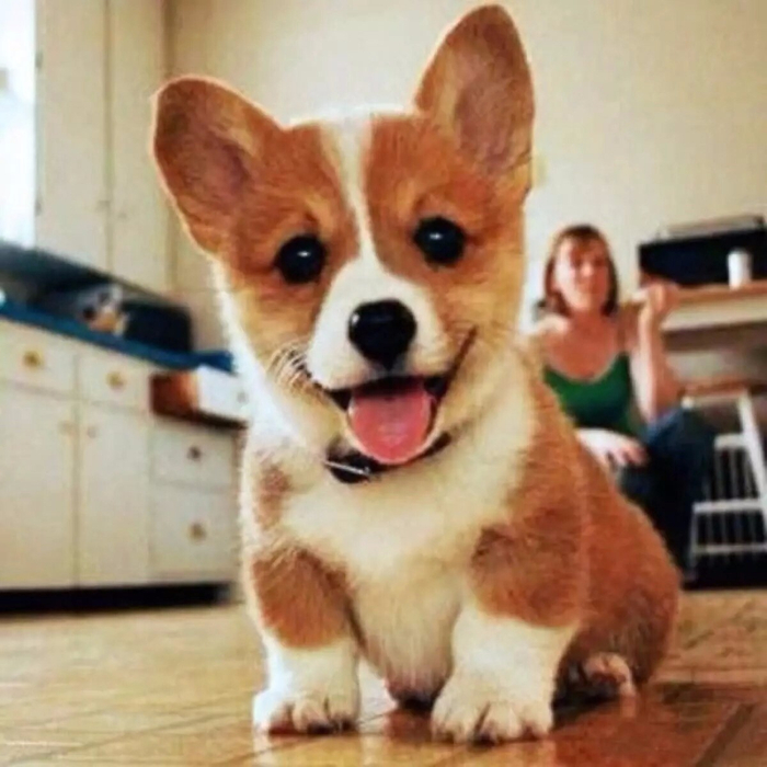 小短腿大屁股：柯基犬的现代生活