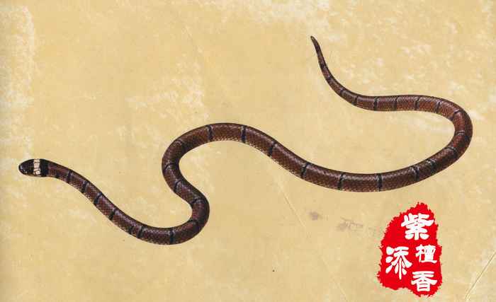 奇书《山海经》之小解,传说之中凤凰和火蛟共生之地?
