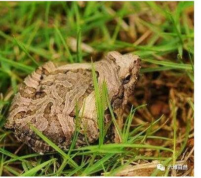 这种青蛙很少见,它呈三角形不走平常路|青蛙|三角形|犁头_新浪新闻