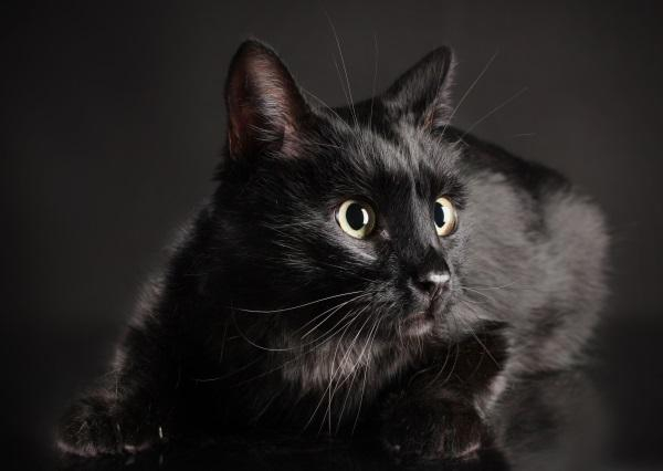 黑猫超吉利!为人们带来好运的黑猫传说
