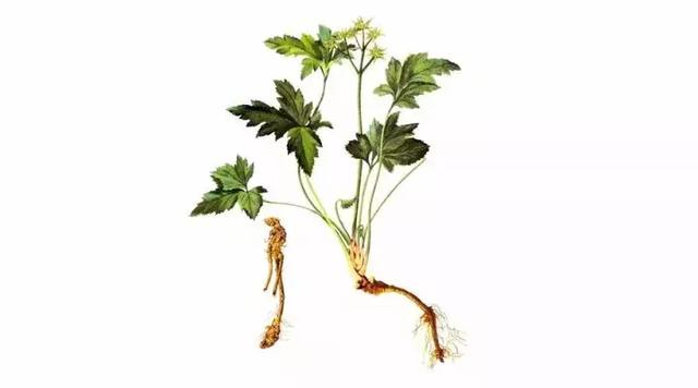 神农本草经药物解读——黄连