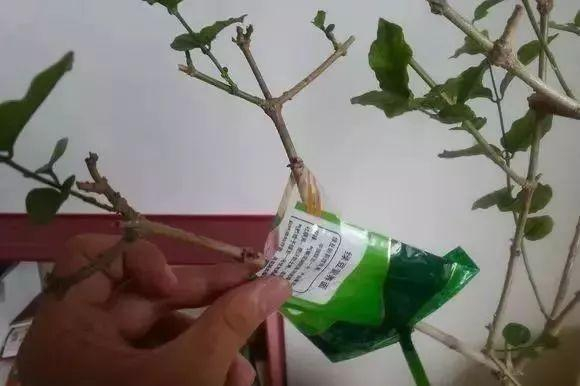 五种压条繁殖方法,快收藏起来,说不定以后能用上|枝条|植株|表皮