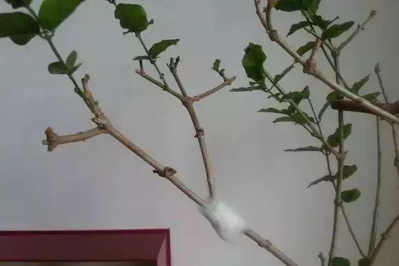 五种压条繁殖方法,快收藏起来,说不定以后能用上|枝条|植株|表皮