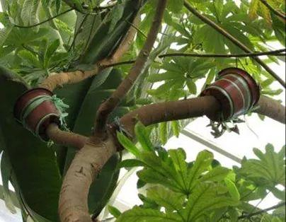 五种压条繁殖方法,快收藏起来,说不定以后能用上|枝条|植株|表皮