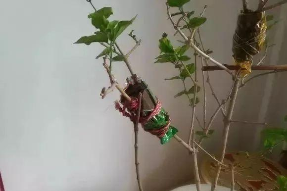 五种压条繁殖方法,快收藏起来,说不定以后能用上|枝条|植株|表皮