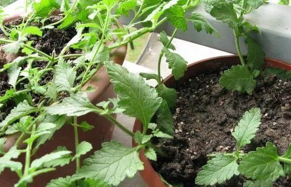 五种压条繁殖方法,快收藏起来,说不定以后能用上|枝条|植株|表皮