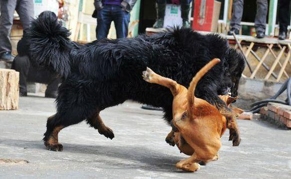 世界公认最强猛犬, 周身肌肉群战斗力爆棚, 东方神犬都被它秒杀