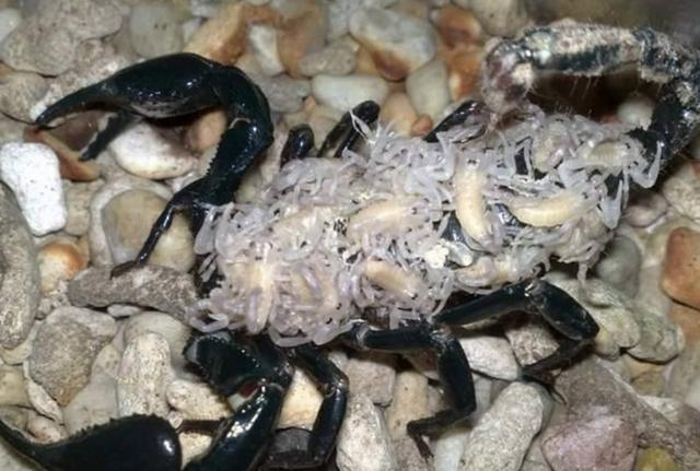 养了帝王蝎半年,背上突然爬满白白幼蝎|帝王蝎|蝎子|水族馆_新浪新闻