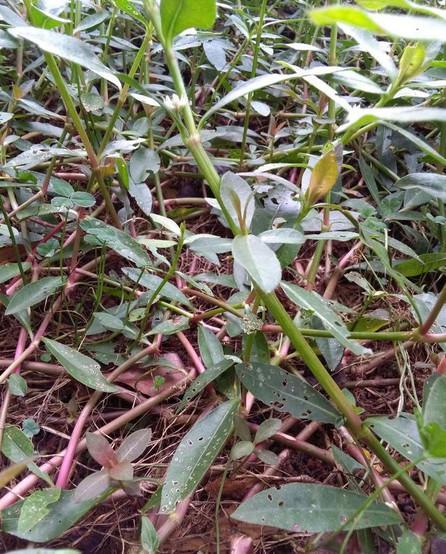 水花生也叫:空心苋,水蕹菜,革命草,其嫩茎叶可作蔬菜食用,春夏采其嫩