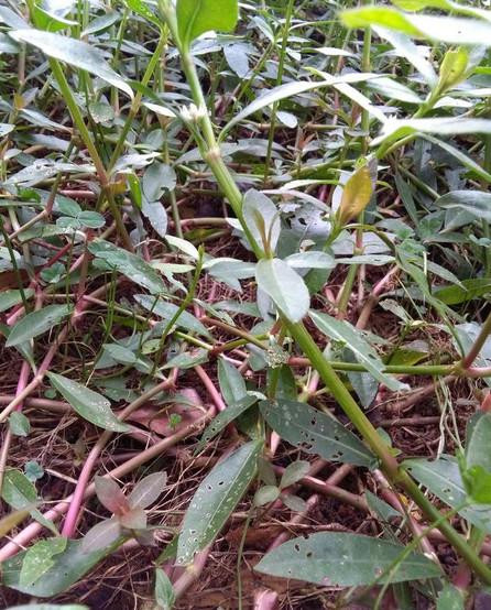 小时候外婆经常做凉拌"水花生",你们有吃过吗?