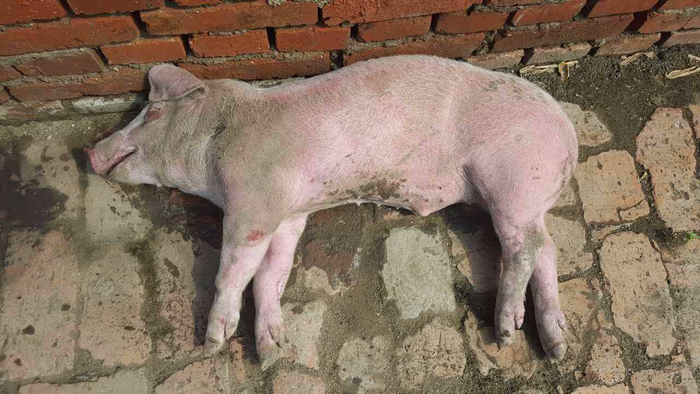 规模化养猪场提高瘦肉率的关键因素及降低养猪成本的新技术