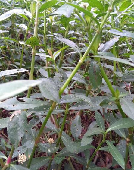 小时候外婆经常做凉拌"水花生",你们有吃过吗?