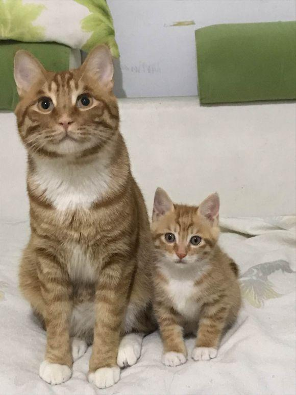 猫妈妈生了一只小奶猫,和猫爸爸一模一样,网友:一看就是亲生的