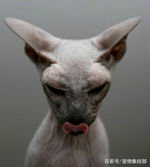 一只长的最像怪物的猫，巨丑无比，有人却爱它如命