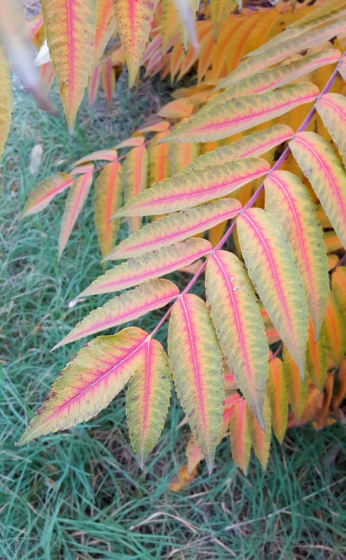 植物百科(十)火炬树