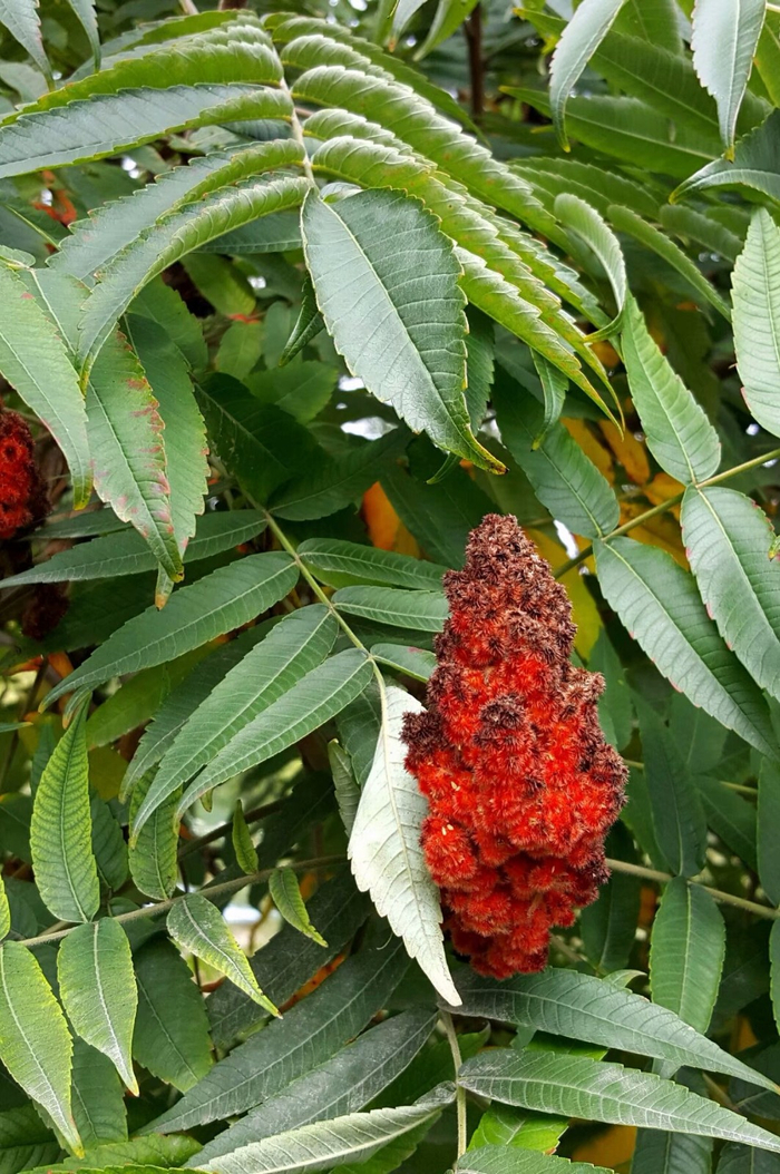 植物百科(十)火炬树