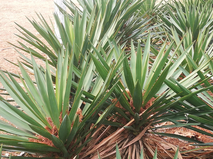 【植物图集】剑麻
