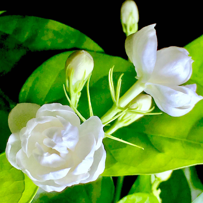 好一朵美丽的茉莉花|茉莉花|一朵_新浪新闻