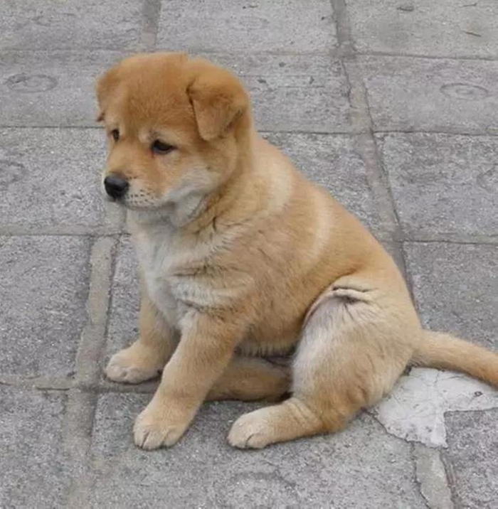 你养过中华田园犬吗?|中华|田园|土狗|银光|狗狗_新浪新闻