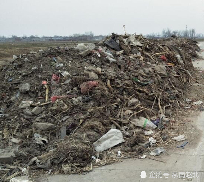 定州一处荒地现多头死猪