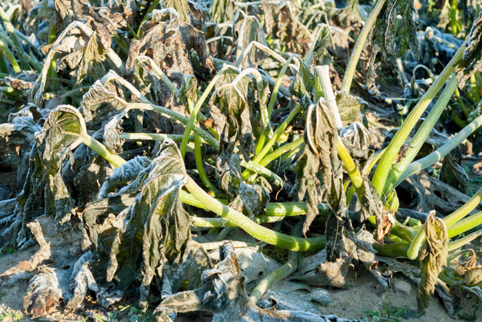冬季哪些植物对霜冻最敏感？怎么才能防止花卉被冻伤？