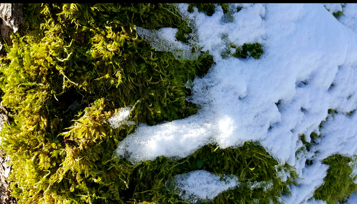 植物百科（二十八）苔藓|苔藓|植物|假根|陆生|泥炭藓_新浪新闻