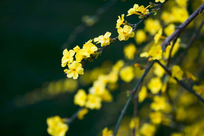 植物百科(三十五)迎春花|云南|迎春花|卵形|叶片|复叶_新浪新闻