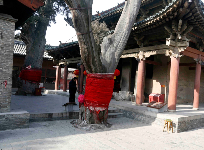 关公家庙千年龙虎柏，树身为啥缠满红线绳？新浪新闻 