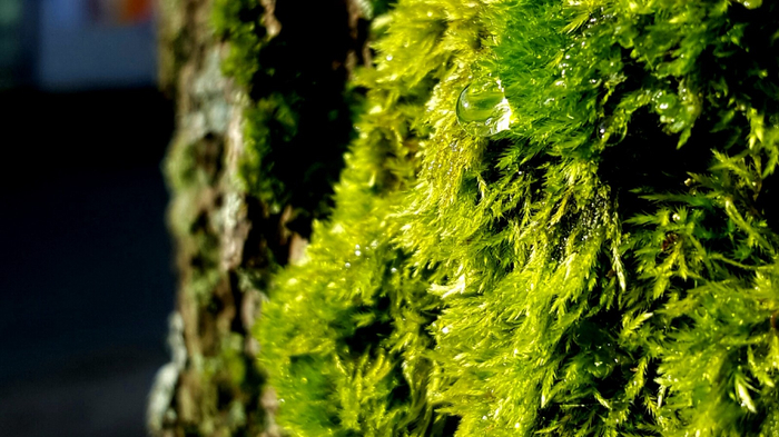 植物百科（二十八）苔藓|苔藓|植物|假根|陆生|泥炭藓_新浪新闻