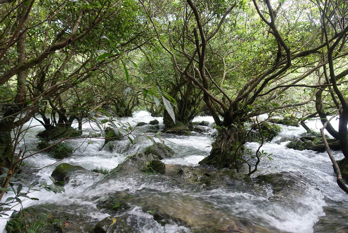 茂兰的景色很美，那里的原始溶洞没有任何修饰呈原生态|原生态|溶洞|森林|保护区|荔波_新浪新闻