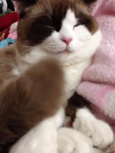 爆笑GIF:我猜到了开始,却没猜到结尾,妈蛋……