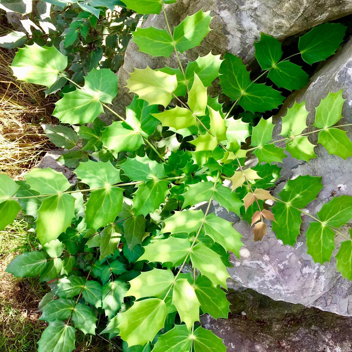 植物摄影 阔叶十大功劳