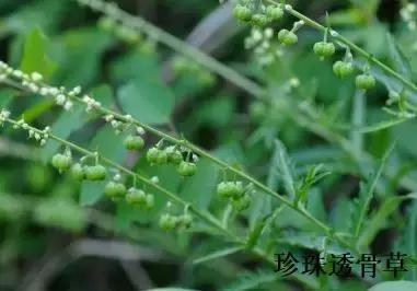 中药知识必学: 透骨草_新浪新闻