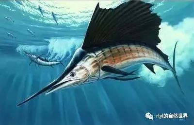 旗鱼和剑鱼有什么区别？谁才是海洋中的“小霸王”？