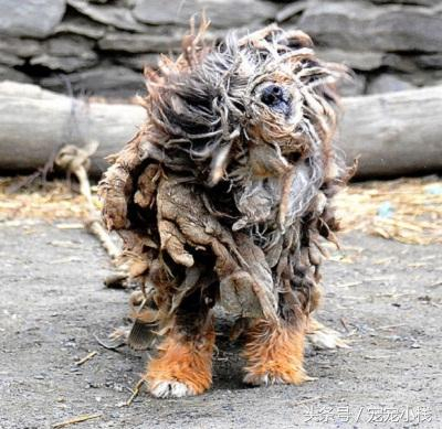 网友晒出一只原生藏狮犬，这凌乱的发型，你能看出它是一只狗吗？