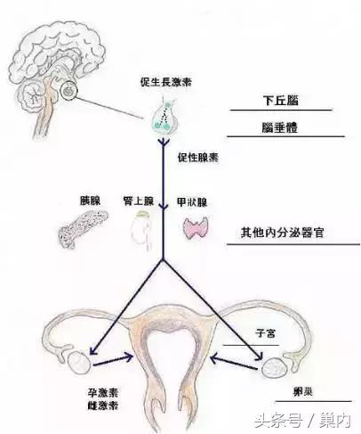 我们有两个卵巢,为啥还是只有一侧排卵?