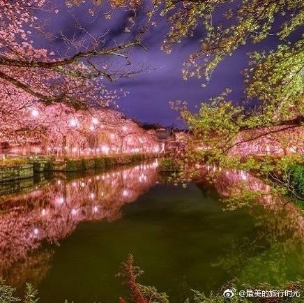 富士山下的樱花夜景图片