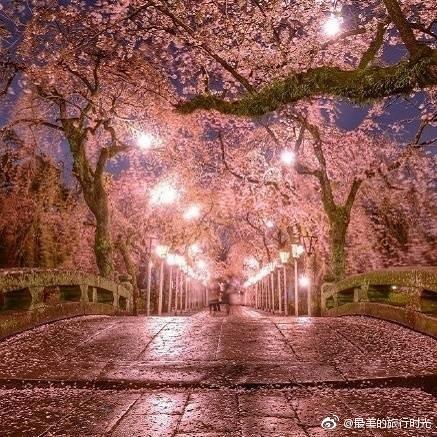 富士山下的樱花夜景图片