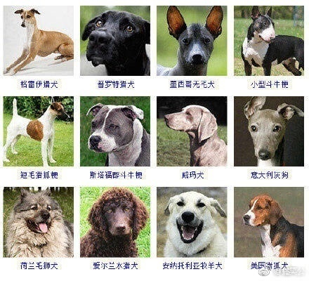 狗狗的品种大全！原来萌萌的狗子有这么多种类，涨姿势了！