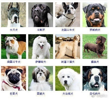 狗狗的品种大全！原来萌萌的狗子有这么多种类，涨姿势了！