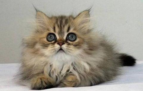 盘点最受欢迎的宠物猫品种, 十大最受欢迎的猫品种排行榜