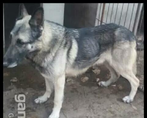 狼青犬之起源,让更多人了解“非本土犬种”