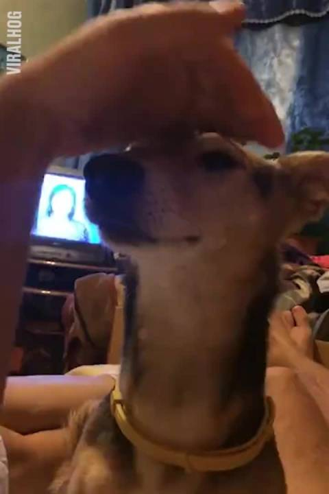 不要在狗哥生气的时候捏嘴,否则它会来一段freestyle搞笑 67