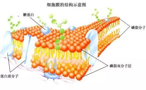 还没到胃，酒在嘴巴就被吸收了！