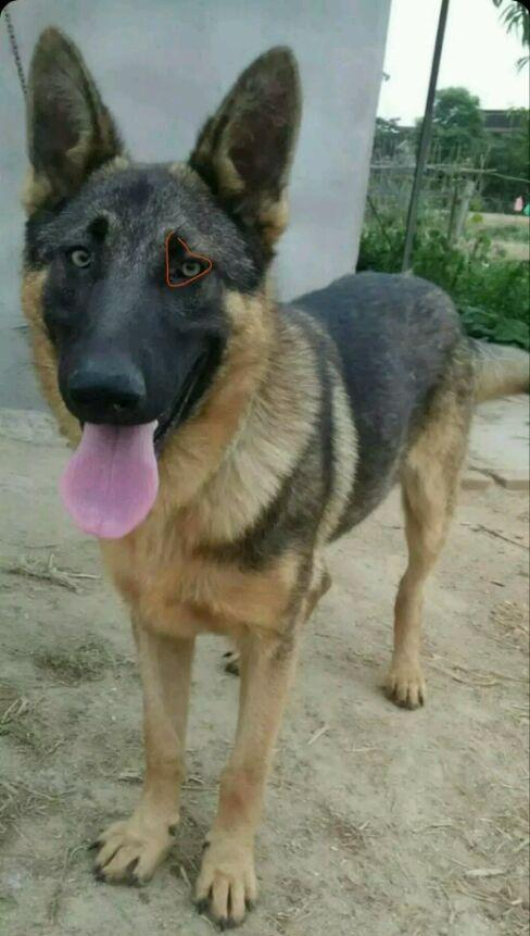 狼青犬之起源,让更多人了解“非本土犬种”