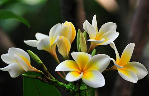 泰国的这种花奇香无比 像极了栀子茉莉和依兰依兰的混合体