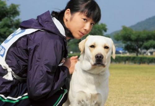 不能错过的五部日本宠物狗狗电影,看完哭成狗_新浪新闻