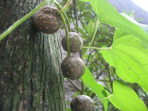 你认识黄独吗?黄独就是黄药子,你知道吗?
