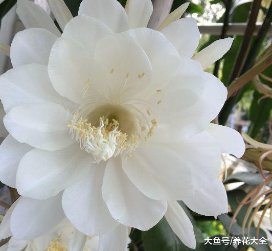 这几种花有个性, 专门选在晚上开花, 你都见过几种?